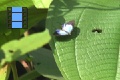 Scene 17 1_Male and female  Arawcus phaea courting on leaf